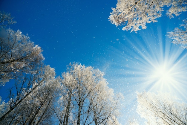 Paesaggio Invernale Inverno Foresta Natura Sotto La Luce Del Sole Con Alberi Gelidi Foto Premium