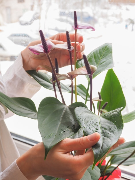 Una Donna Che Si Prende Cura Di Una Pianta In Vaso Allevamento Di Anthurium Foto Premium