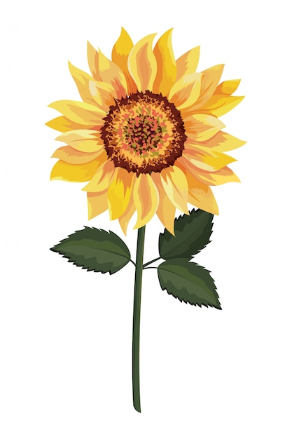 Bellissimo Disegno Di Girasole Vettore Premium