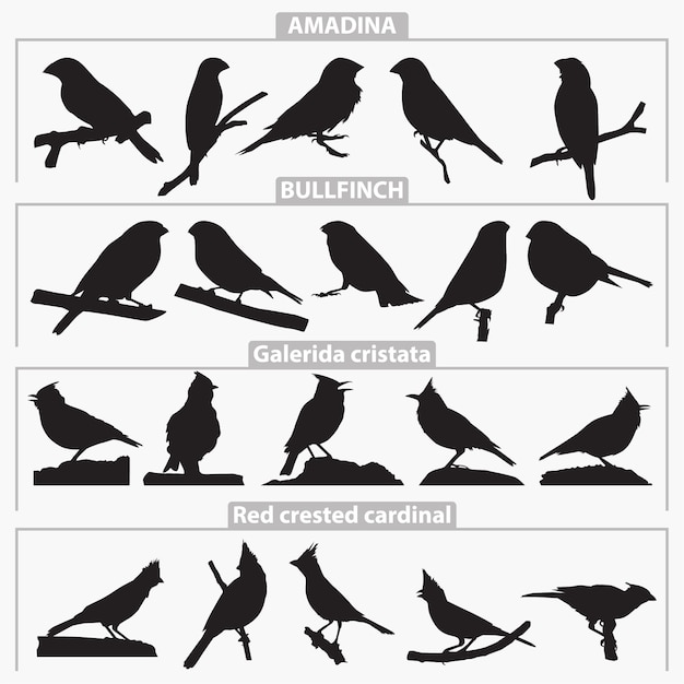 Sagome Di Razze Di Uccelli Vettore Premium