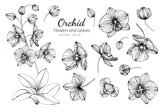 Insieme Della Raccolta Del Fiore E Delle Foglie Dell Orchidea Che Disegna Illustrazione Vettore Premium