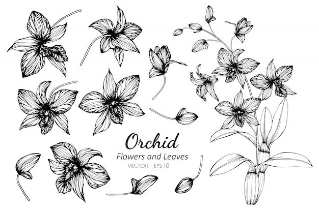 Insieme Della Raccolta Del Fiore E Delle Foglie Dell Orchidea Che Disegna Illustrazione Vettore Premium