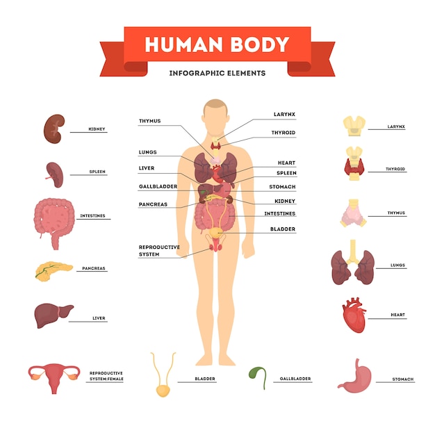 Concetto Di Anatomia Umana Corpo Maschile Con Set Di Organi Interni Vettore Premium