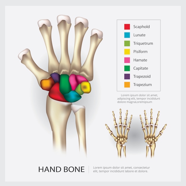 Illustrazione Di Vettore Dell Osso Di Mano Di Anatomia Umana Vettore Premium