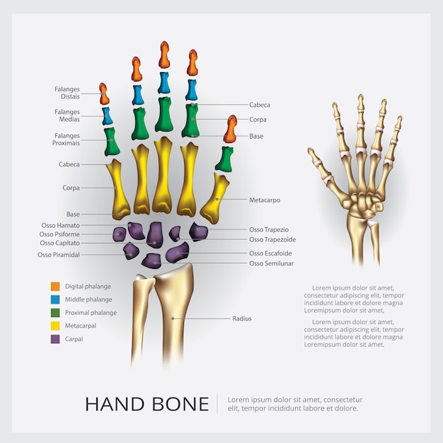 Osso Di Mano Di Anatomia Umana Vettore Premium