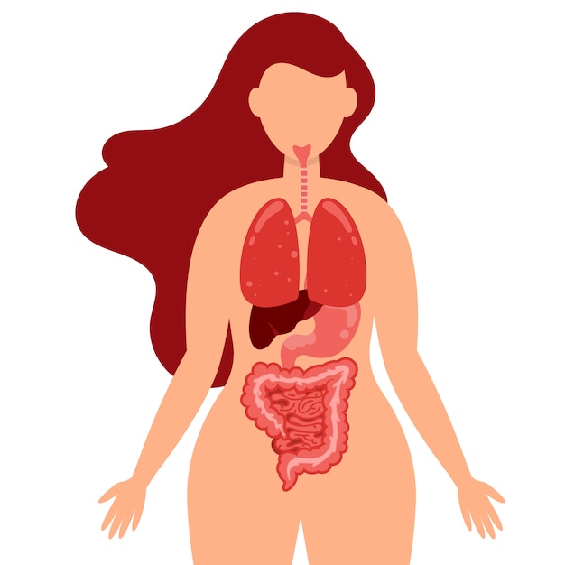 Infografica Di Assistenza Sanitaria Del Corpo Umano Di Polmoni Apparato Digerente Intestino Crasso Fegato E Stomaco Vettore Premium