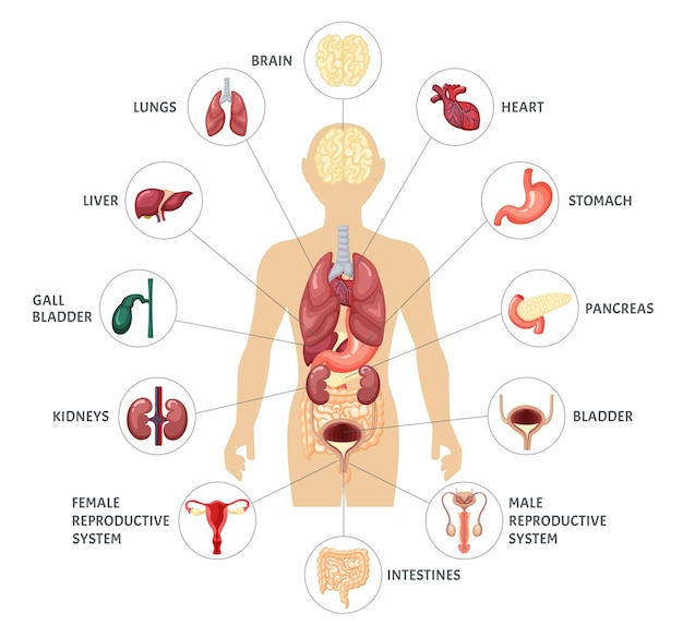 Infografica Degli Organi Interni Del Corpo Umano Vettore Premium