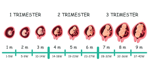 Cronologia della fase di gravidanza dello sviluppo della crescita  dell&#39;embrione umano. dimensioni e forma del feto in diversi periodi di  tempo in settimana, mese, infografica medica trimestrale | Vettore Premium