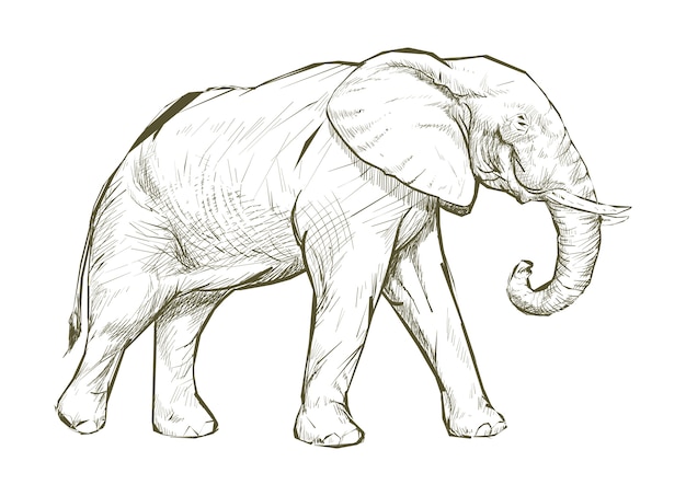 Stile Di Disegno Dell Illustrazione Dell Elefante Vettore Premium