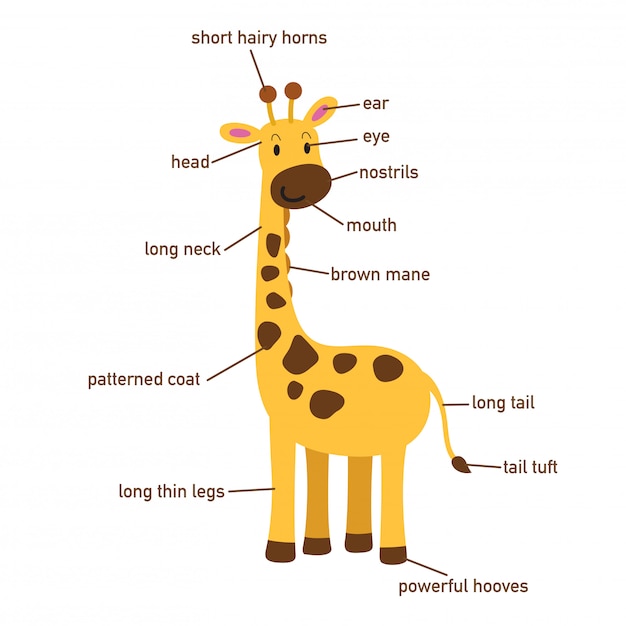 Illustrazione Della Parte Di Vocabolario Della Giraffa Di Body Vector Vettore Premium