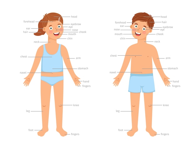 Infografica Di Parti Del Corpo Dei Bambini Infographics Di Educazione Del Corpo Umano Di Vettore Con