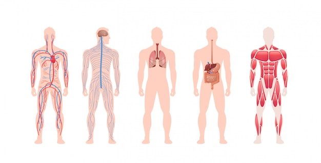 Impostare Il Sistema Di Organi Interni Del Corpo Umano Struttura Del Muscolo Nervoso Circolatorio Anatomia Fisiologia Vista Frontale Lunghezza Orizzontale Vettore Premium