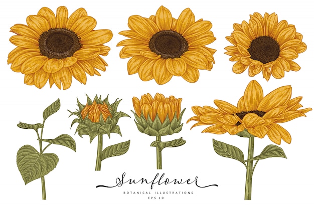 Sketch Set Decorativo Floreale Disegni Di Girasole Linea Arte Altamente Dettagliata Isolata Su Sfondi Bianchi Illustrazioni Botaniche Disegnate A Mano Elementi Vettore Premium