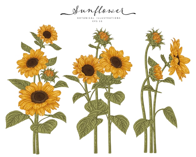 Sketch Set Decorativo Floreale Disegni Di Girasole Vettore Premium