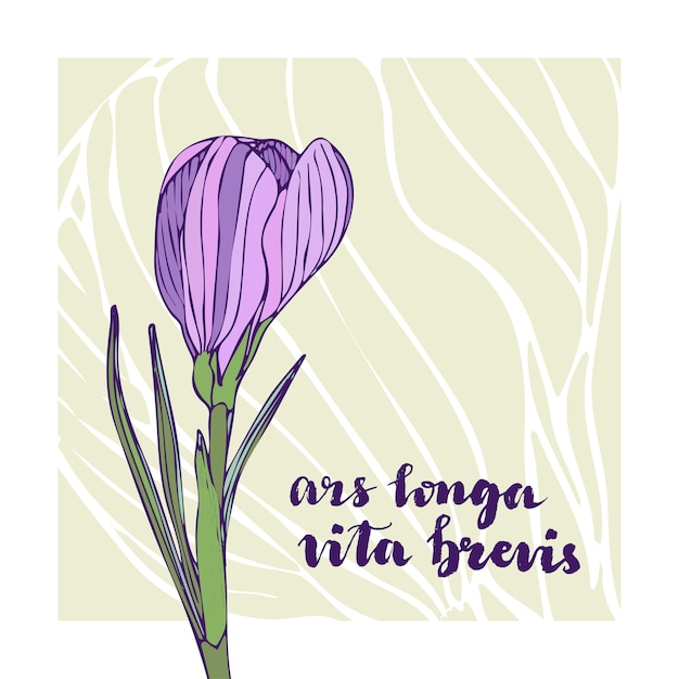 Biglietto Di Auguri Vintage Di Vettore Con Fiore Di Crocus E Lettering Testo Latino Ars Longa Vita Brevis Vettore Premium