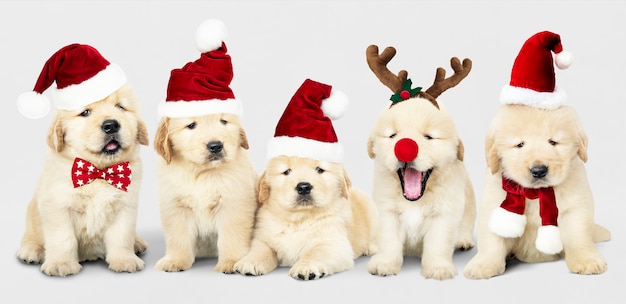 Cuccioli Natale Immagini.Gruppo Di Adorabili Cuccioli Di Golden Retriever Che Indossano Costumi Di Natale Psd Gratis