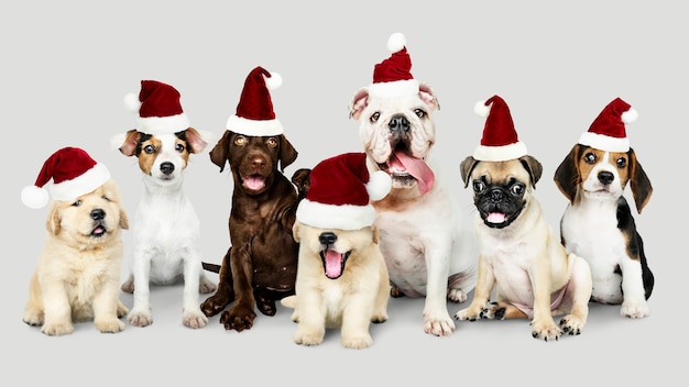 Cuccioli Natale Immagini.Gruppo Di Cuccioli Che Indossano Cappelli Natalizi Per Festeggiare Il Natale Psd Gratis