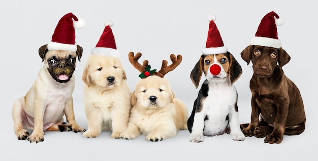 Cuccioli Natale Immagini.Gruppo Di Cuccioli Che Indossano Cappelli Natalizi Per Festeggiare Il Natale Psd Gratis