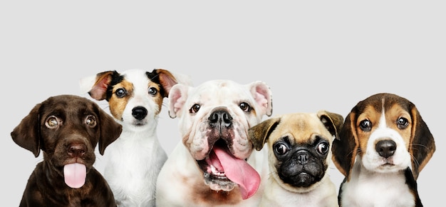 Retrato de grupo de adorables cachorros PSD gratuito