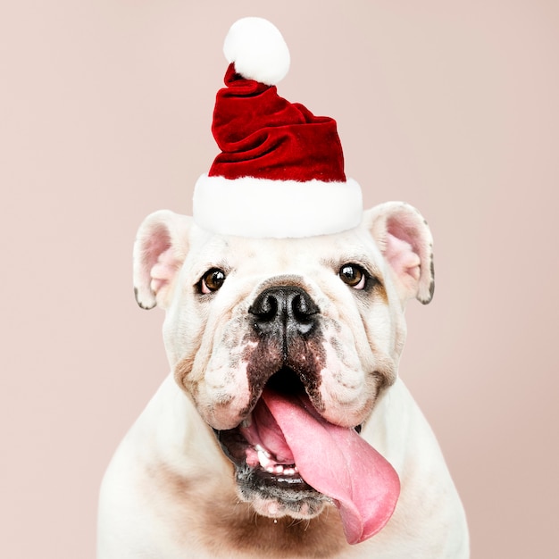 Babbo Natale English.Modello Gratis Ritratto Di Un Simpatico Cucciolo Di Bulldog Che Indossa Un Cappello Di Babbo Natale