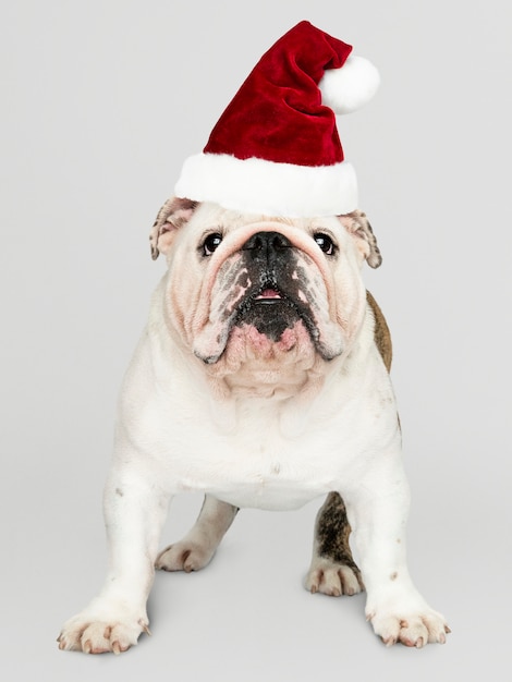 Babbo Natale English.Ritratto Di Un Simpatico Cucciolo Di Bulldog Che Indossa Un Cappello Di Babbo Natale Psd Gratis