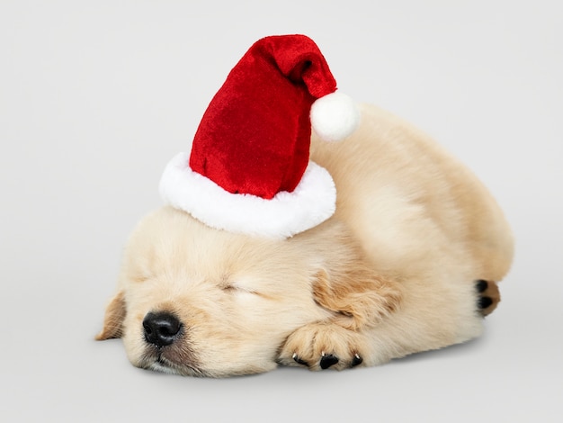 Adorable Chiot Golden Retriever Dormant Avec Un Bonnet De Noel Psd Gratuite