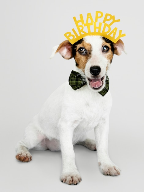 Adorable Chiot Jack Russell Retriever Portant Une Couronne De Joyeux Anniversaire Psd Gratuite