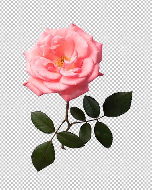  Fleur  Rose  Rose  Sur Transparent  PSD Premium