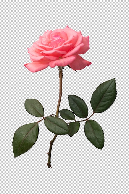  Fleur  Rose  Rose  Sur Transparent  PSD Premium