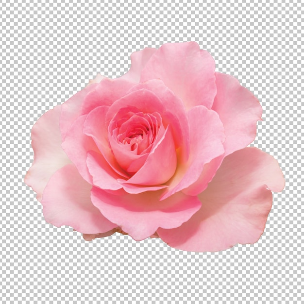  Fleurs  Rose  Rose  Sur Transparent  PSD Premium