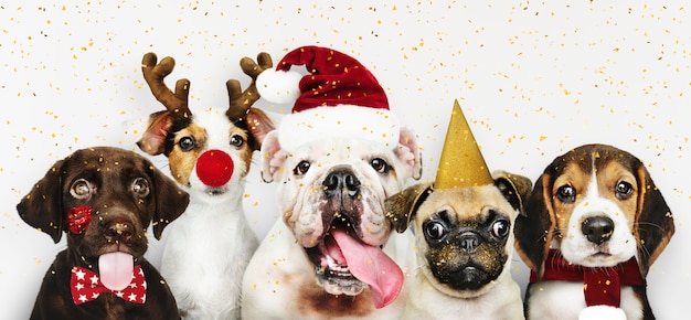 Groupe De Chiots Portant Des Costumes De Noël Pour Fêter Noël  PSD Gratuite