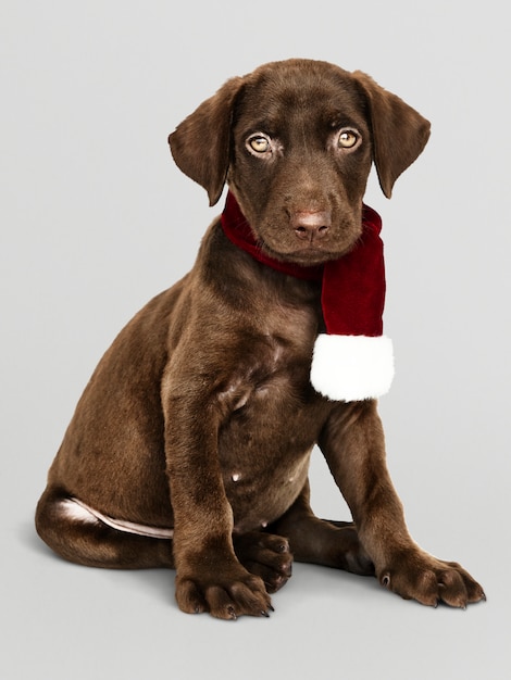 Portrait D'un Mignon Labrador Retriever Portant Une écharpe De Noël Psd gratuit