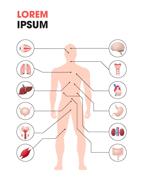 Affiche Infographique De La Structure Du Corps Humain Avec Les Organes Internes Icones Systeme D Anatomie Espace De Copie Pleine Longueur Vertical Vecteur Premium