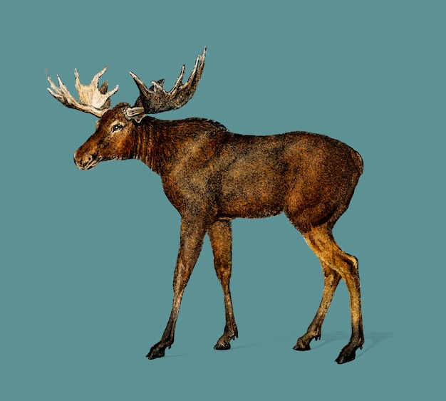 Alces alces illustrées par charles dessalines d orbigny (1806-1876). Vecteur gratuit