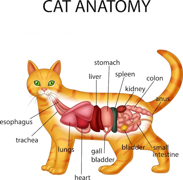 Anatomie Du Chat Vecteur Premium