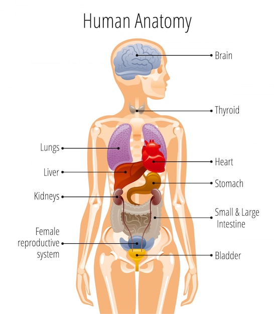 Anatomie Du Corps Humain Affiche D Organe Interne Femme Avec Foie Estomac Cœur Cerveau Systeme Reproducteur Feminin Vessie Rein Thyroide Vecteur Premium
