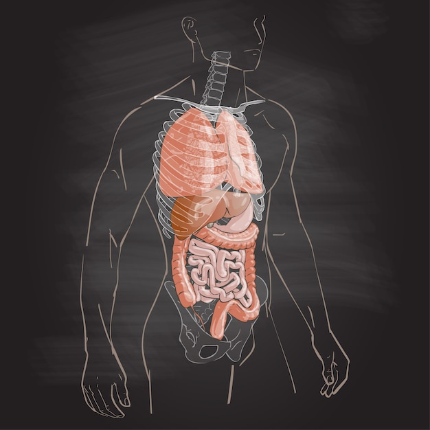 Anatomie du corps humain Vecteur Premium
