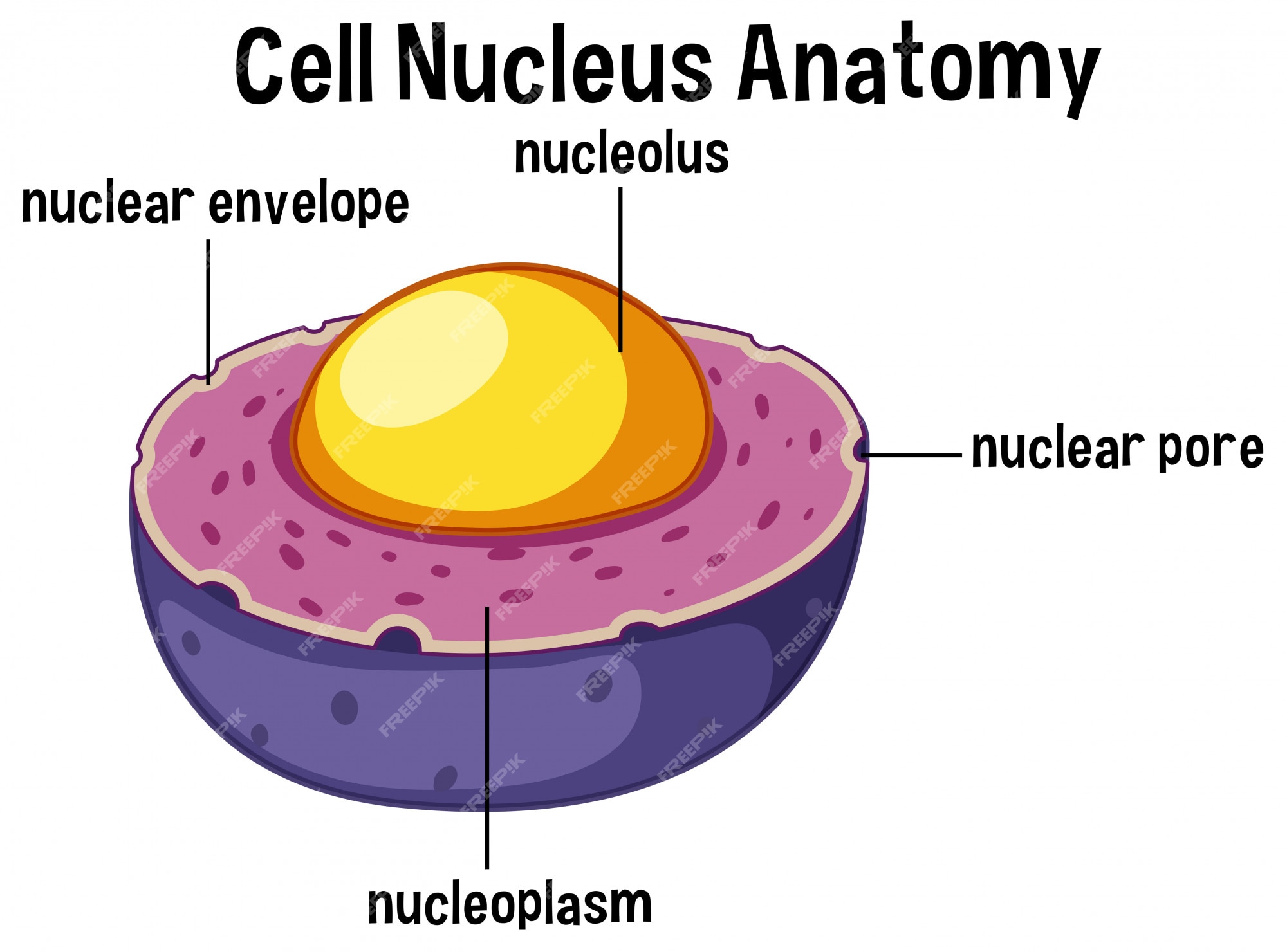Anatomie Du Noyau Des Cellules Animales Vecteur Premium nucleoplasma-funcion