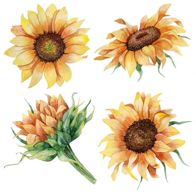 Aquarelle Botanique Set De Tournesols Vecteur Premium