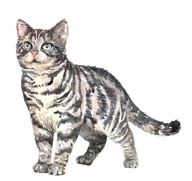 Aquarelle Chat American Shorthair Peinture Chat Aquarelle Vecteur Premium