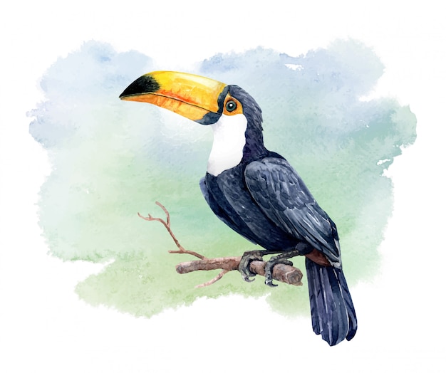 Aquarelle Toucan Oiseau Sur Une Branche Darbre