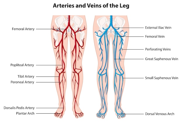 Art Res Et Veines De La Jambe Vecteur Gratuite