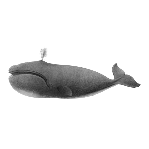 Baleine Vecteur gratuit