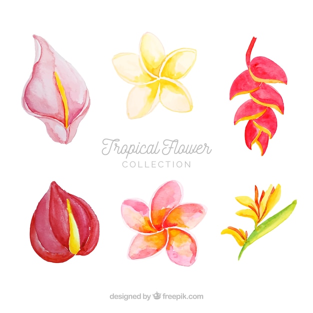 Beau Jeu De Fleurs Tropicales Aquarelles Vecteur Gratuite