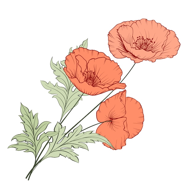 Bouquet De Coquelicot Vintage Vecteur Premium