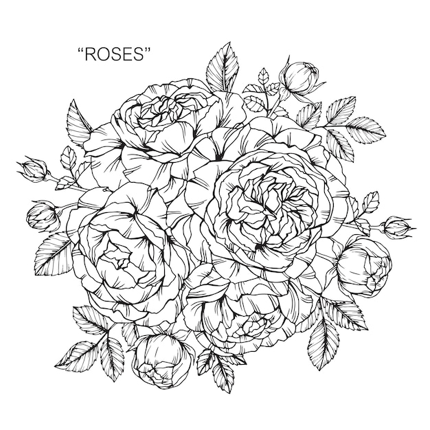 Bouquet De Fleur Rose Dessin Illustration Vecteur Premium