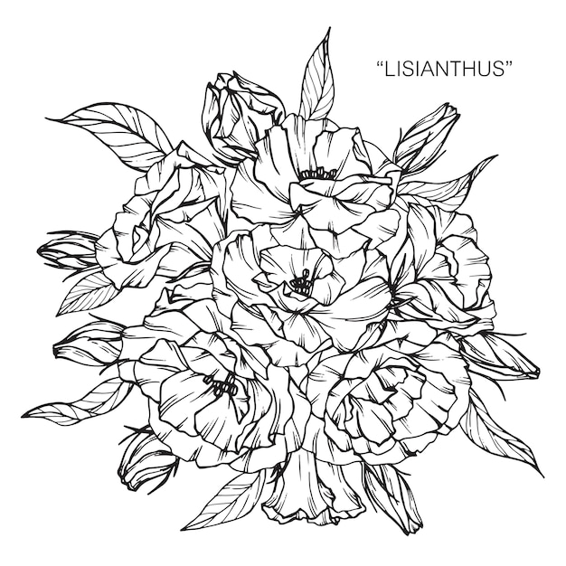 Bouquet De Fleurs De Lisianthus Dessin Illustration