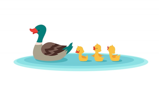 Canard Mère Et Petits Canards Dans L'eau. Canetons Nageant En Ligne ...