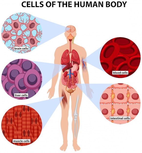Les Cellules Du Corps Humain Vecteur Premium