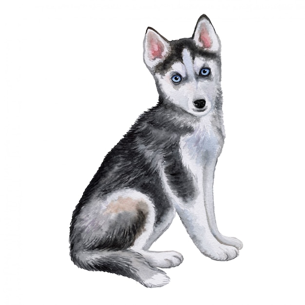 Dessin Chiot Husky A Imprimer